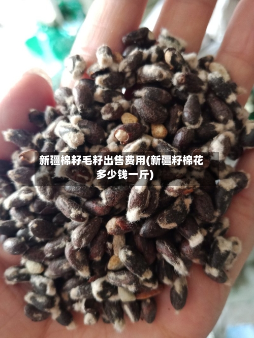 新疆棉籽毛籽出售费用(新疆籽棉花多少钱一斤)-第2张图片