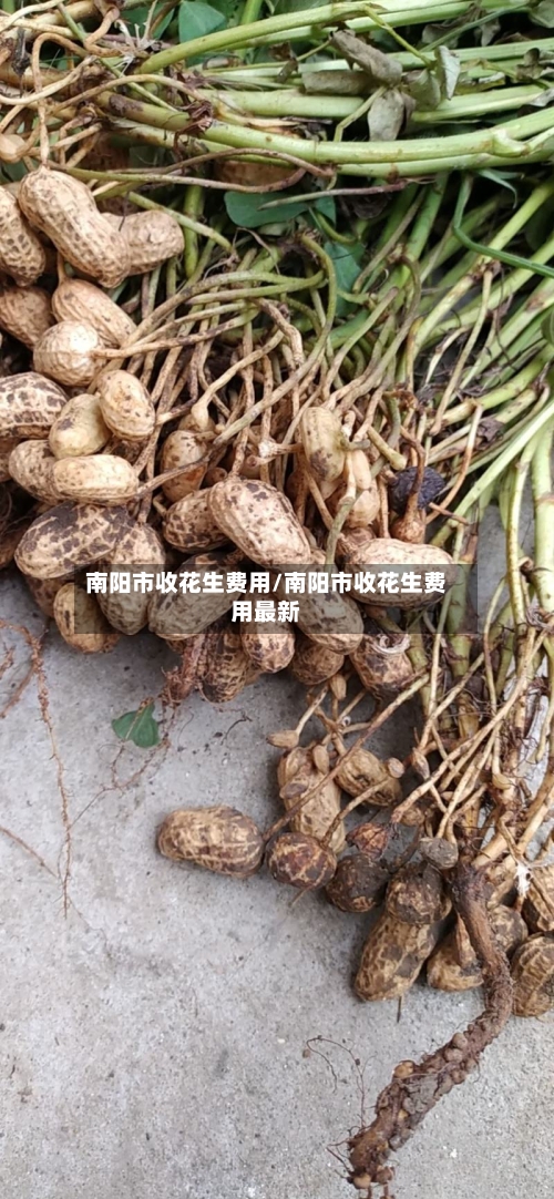 南阳市收花生费用/南阳市收花生费用最新-第3张图片