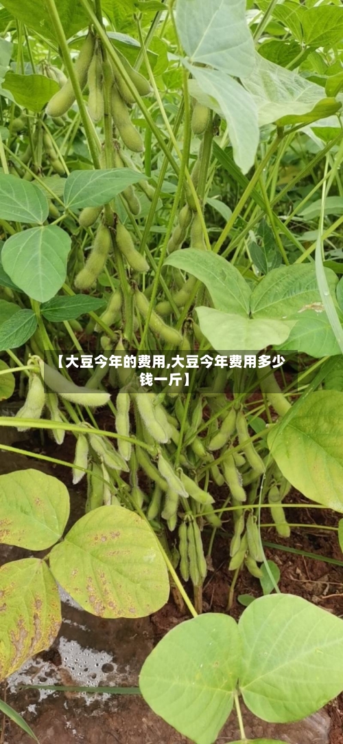【大豆今年的费用,大豆今年费用多少钱一斤】-第2张图片
