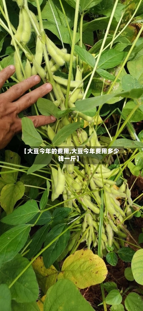 【大豆今年的费用,大豆今年费用多少钱一斤】