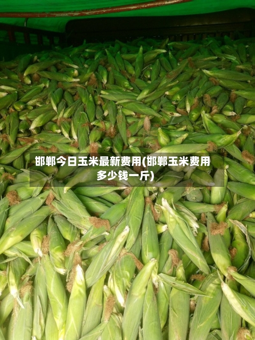 邯郸今日玉米最新费用(邯郸玉米费用多少钱一斤)-第2张图片