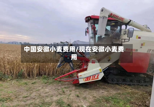 中国安徽小麦费用/现在安徽小麦费用