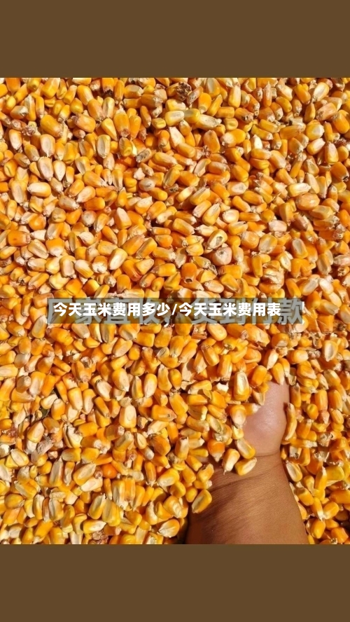 今天玉米费用多少/今天玉米费用表