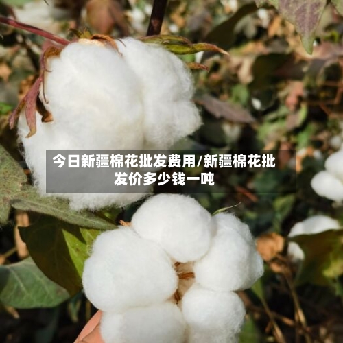 今日新疆棉花批发费用/新疆棉花批发价多少钱一吨-第2张图片