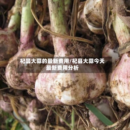 杞昙大蒜的最新费用/杞县大蒜今天最新费用分析