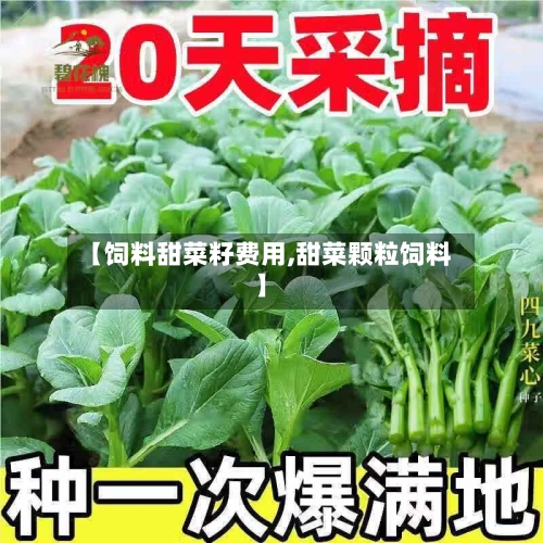 【饲料甜菜籽费用,甜菜颗粒饲料】