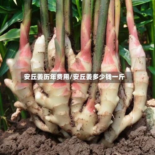 安丘姜历年费用/安丘姜多少钱一斤