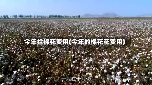 今年拾棉花费用(今年的棉花花费用)