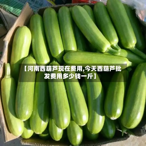 【河南西葫芦现在费用,今天西葫芦批发费用多少钱一斤】