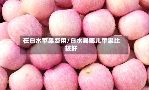 在白水苹果费用/白水县哪儿苹果比较好