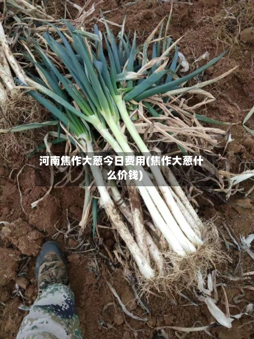 河南焦作大葱今日费用(焦作大葱什么价钱)-第3张图片
