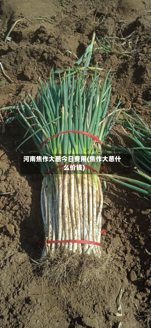 河南焦作大葱今日费用(焦作大葱什么价钱)-第2张图片