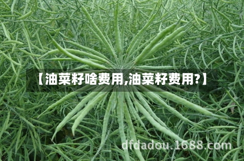 【油菜籽啥费用,油菜籽费用?】-第2张图片