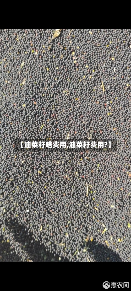 【油菜籽啥费用,油菜籽费用?】-第3张图片
