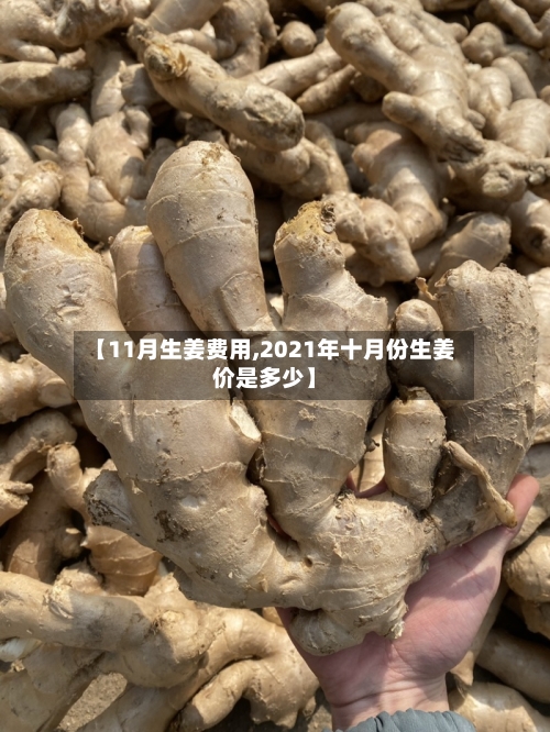 【11月生姜费用,2021年十月份生姜价是多少】