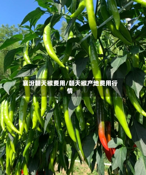襄汾朝天椒费用/朝天椒产地费用行情-第2张图片
