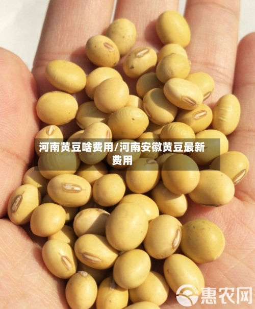 河南黄豆啥费用/河南安徽黄豆最新费用-第3张图片
