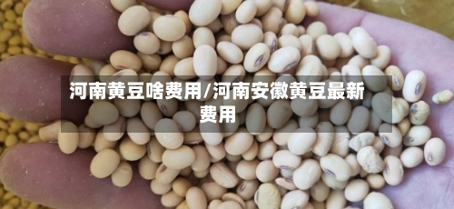 河南黄豆啥费用/河南安徽黄豆最新费用