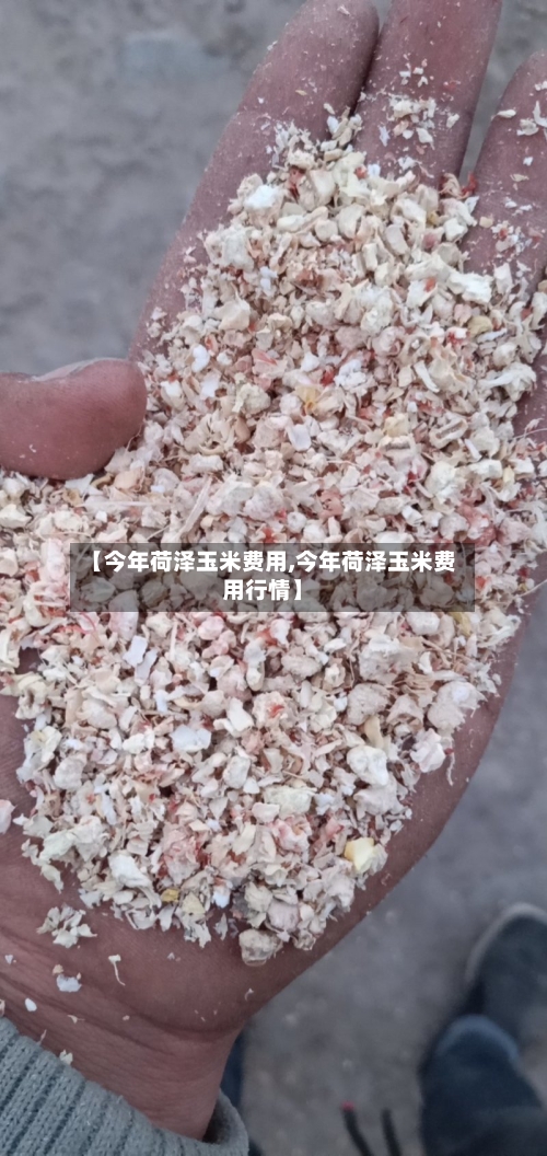 【今年荷泽玉米费用,今年荷泽玉米费用行情】-第2张图片