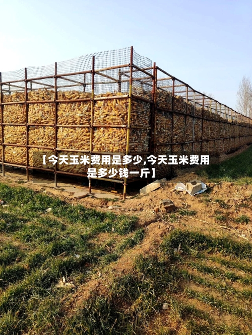 【今天玉米费用是多少,今天玉米费用是多少钱一斤】