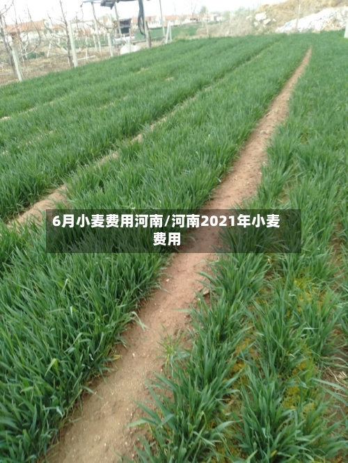 6月小麦费用河南/河南2021年小麦费用-第2张图片